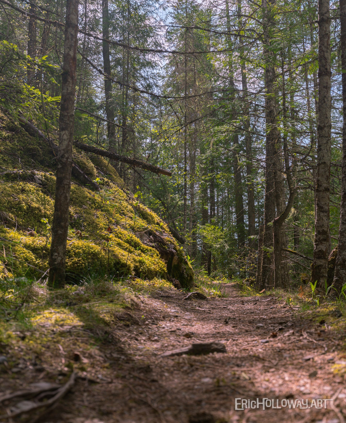 Hidden Light; Slow Forest Wander