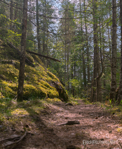 Hidden Light; Slow Forest Wander